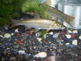 2009釣った魚 018