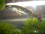 2009釣った魚 021