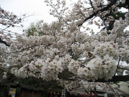 4月京都2