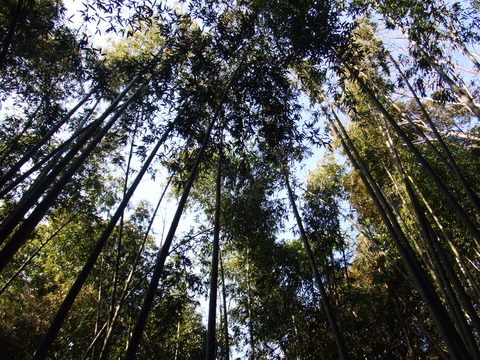 DSCF4556