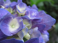 紫陽花まだ咲き始め