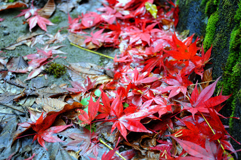 autumn_0810