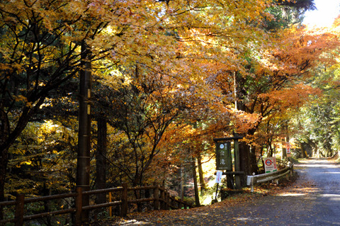 autumn_0809