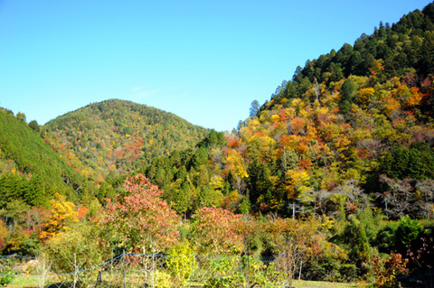 autumn_0808