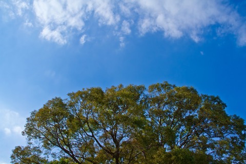 空、木