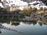 桜０９　１０
