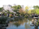 桜０９　８