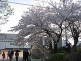 桜０９　２