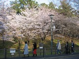 桜０９　１１