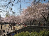 桜０９　１