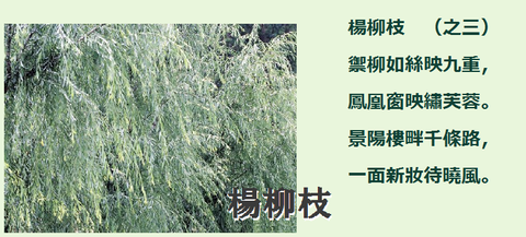 楊柳枝003