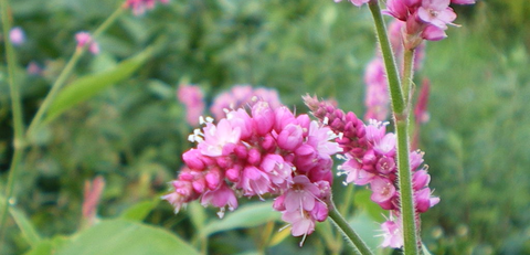 蓼花00