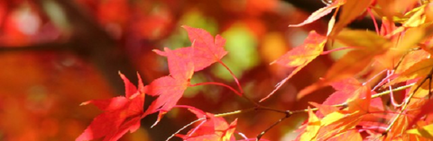 紅葉004