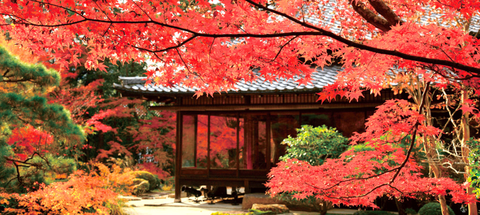 紅葉001