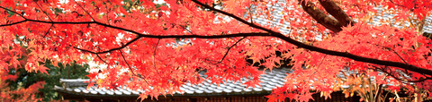 紅葉002