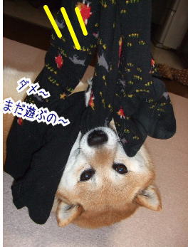 240209-12まだあそぶの