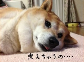 負けないカン子っ 柴犬カンチの足跡日記