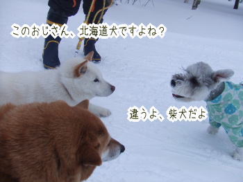 240202-8この北海道犬のおばさんが