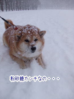 240210-1しんしん
