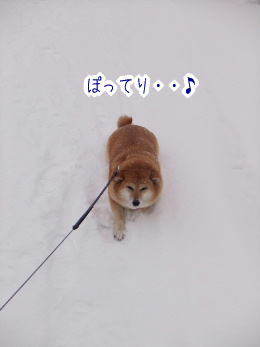 240207-3ぽてっ