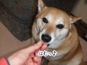 240205-13はむっ