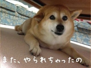 ありがとうございます 柴犬カンチの足跡日記