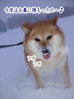 240210-12今度はお鼻に