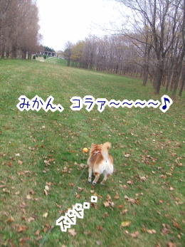 231113-7みかんこら〜