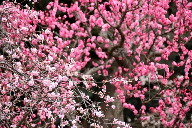 綾カメラ 枚岡神社梅林_2274