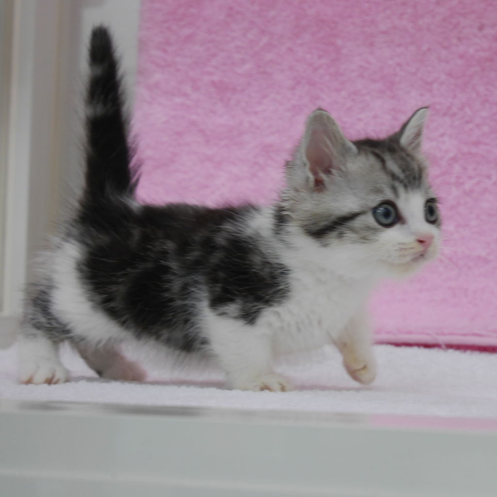 新しい猫ちゃん入りました(^ ^) わん100(ワンハンドレッド