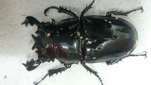 昆虫大系 超大型筑紫KSR系統オオクワガタ成虫｜ドルクスダンケ