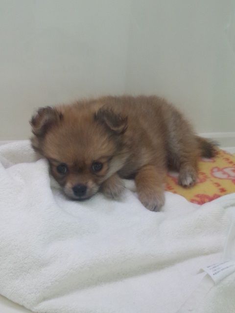 ポメチワちゃんおはよーo(^o^)o : かねだい四街道店ブログ