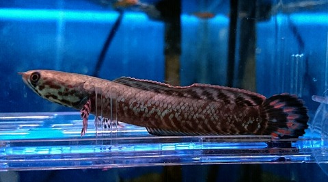 熱帯魚　スネークヘッド　ホーリー b0e21cb7-s.jpg