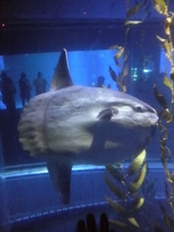 マンボウ