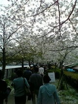 大川桜のトンネル