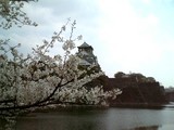 外堀からの大阪城と桜