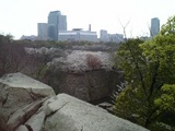 大阪城堀からの桜風景