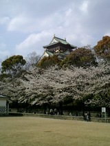大阪城桜1