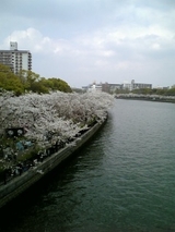 大川の桜