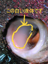 BlogPaint