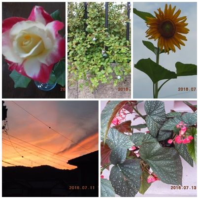 6月の花加工
