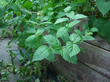 mint