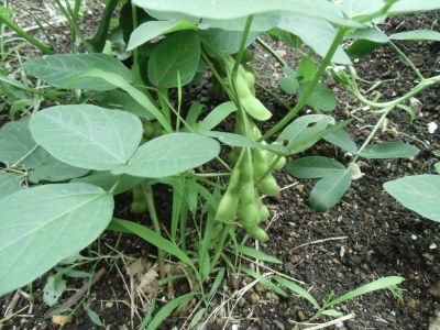 edamame07