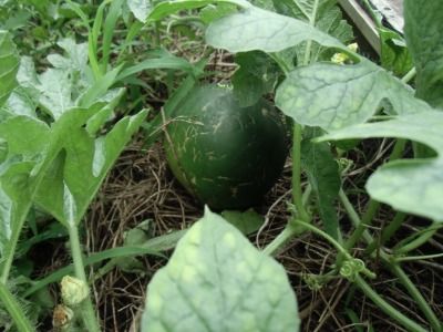 watermelon0721-2