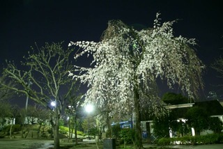 DSC05935