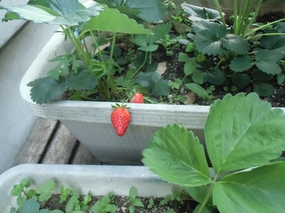 strawberry1