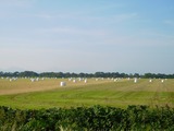 DSCN3981