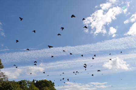 crow-11