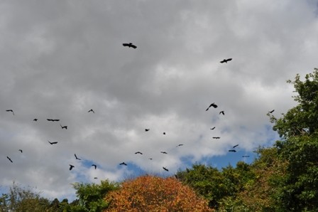 crow-14