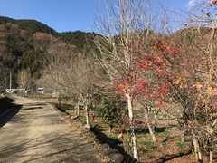 20181204_034447483_iOS
